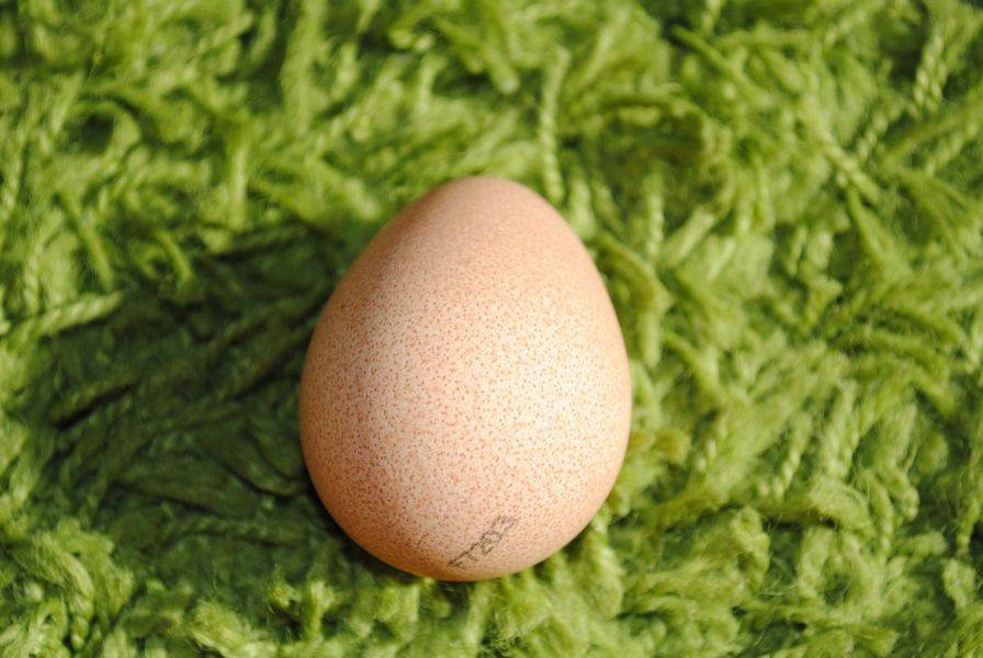 Яйца цесарки: огромная польза и минимальный вред для здоровья человека