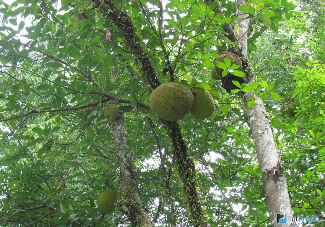 Джекфрут (плоды хлебного дерева) — польза, вред и противопоказания