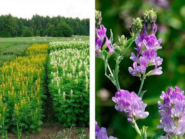 Растение люцерна — полезные свойства и противопоказания