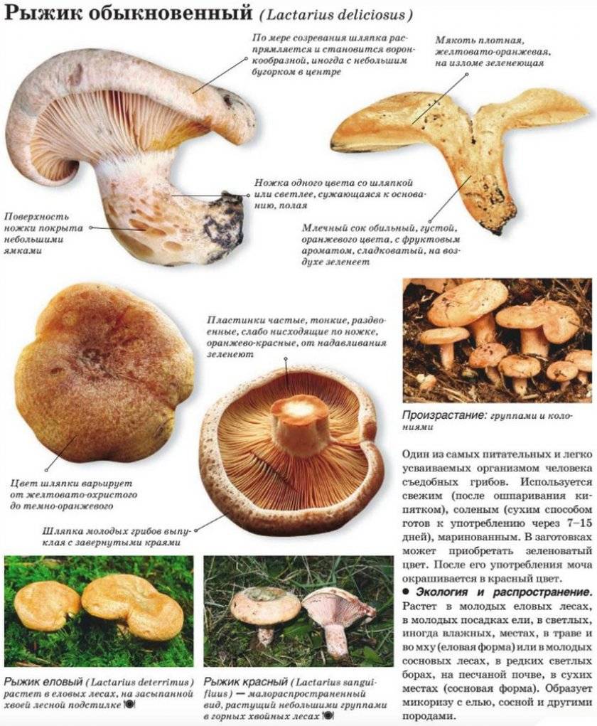 Рыжики: лечебные свойства, калорийность, польза и вред грибов для организма человека