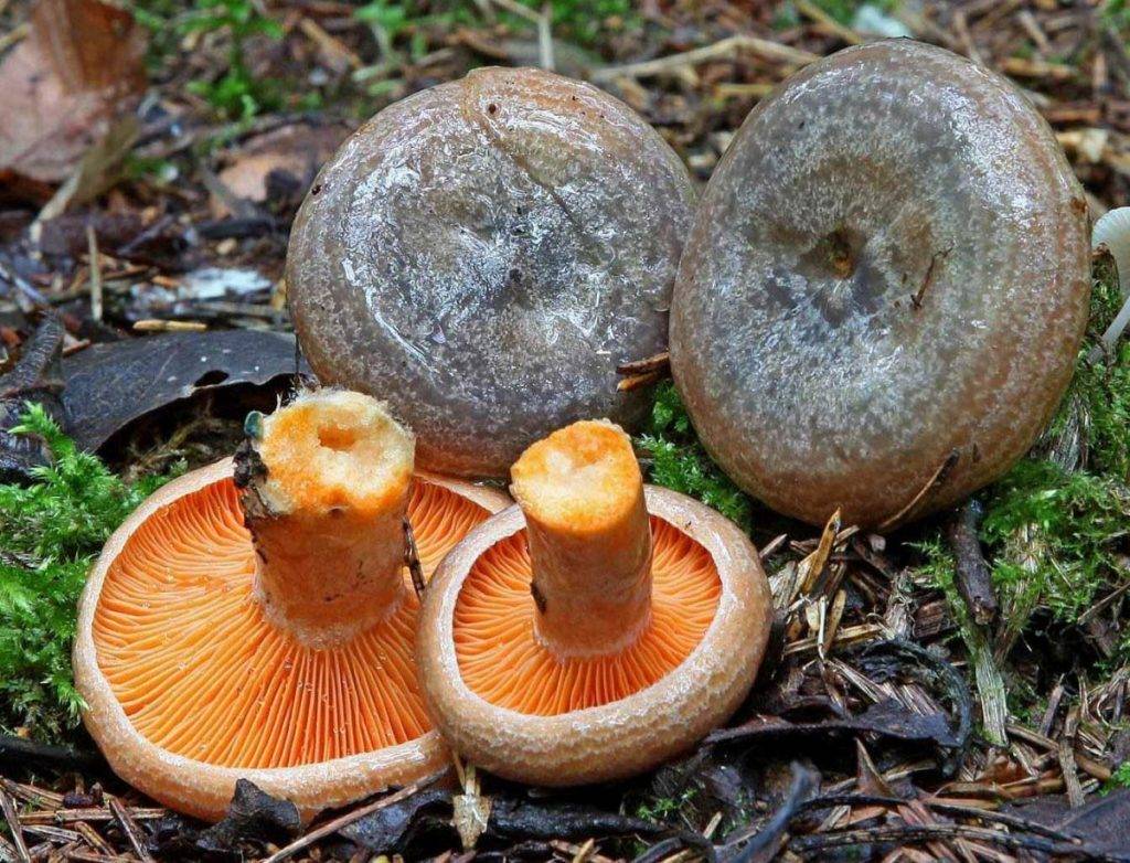 Как выглядят рыжики: описание и фото грибов
