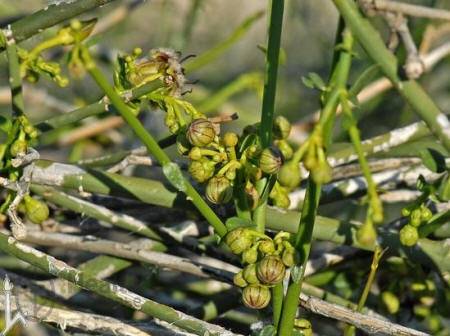 Трава зизифора: лечебные свойства и противопоказания, польза для женщин, фото