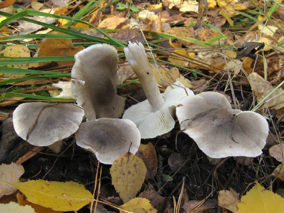 Съедобные и несъедобные виды гриба рядовка