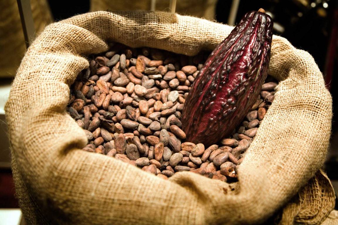 Какао-бобы: панацея с легкой горчинкой