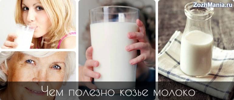 Польза козьего молока для взрослых и пожилых людей, можно ли его пить детям