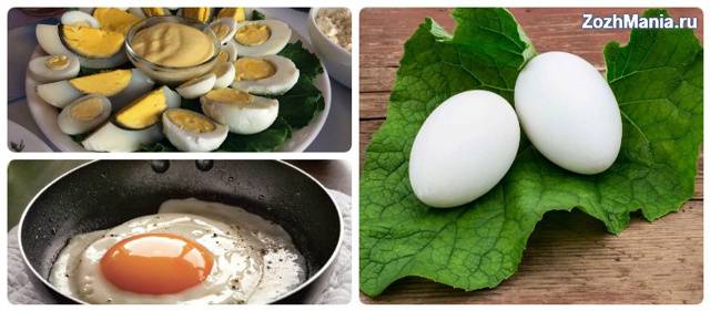 Польза и вред гусиных яиц, можно ли их есть?