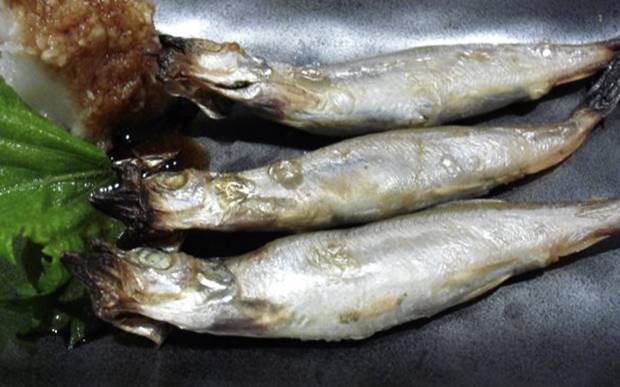 Рыба салака: описание, особенности поведения, основные способы ловли
