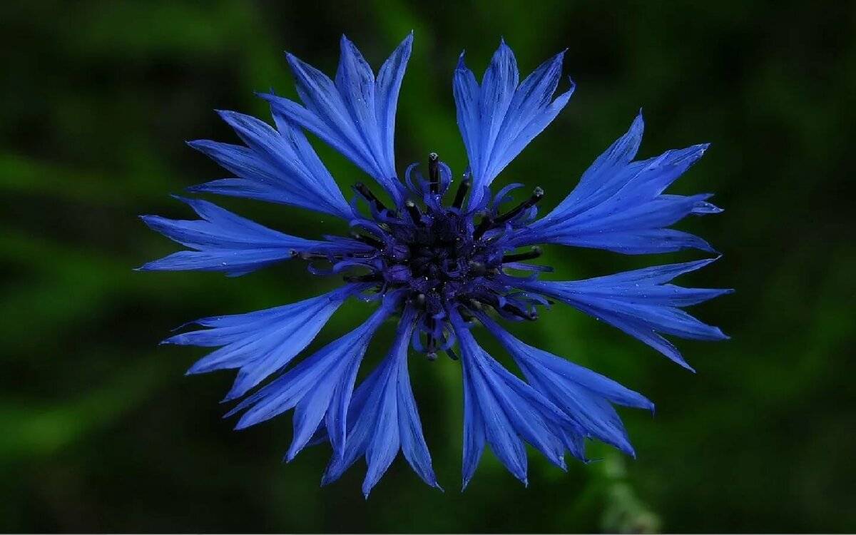 Василек синий — описание и применение цветков василька