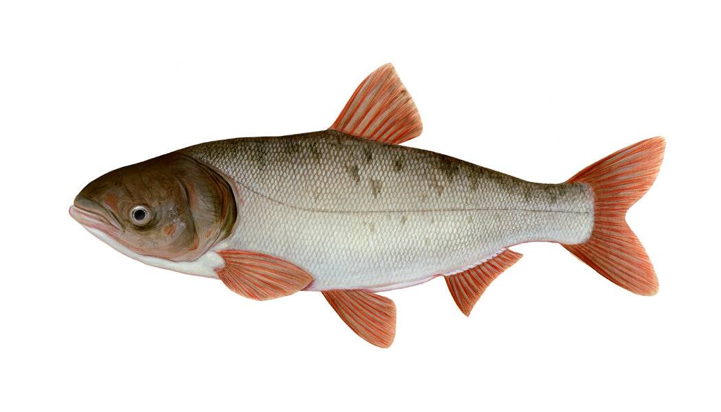 Толстолобик жирная рыба или нет. толстолобик: польза и вред