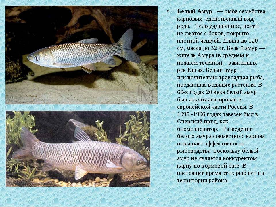 Амур — рыба мелиоратор