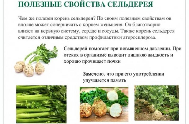“польза и вред сельдерея для здоровья человека + вкусные рецепты”