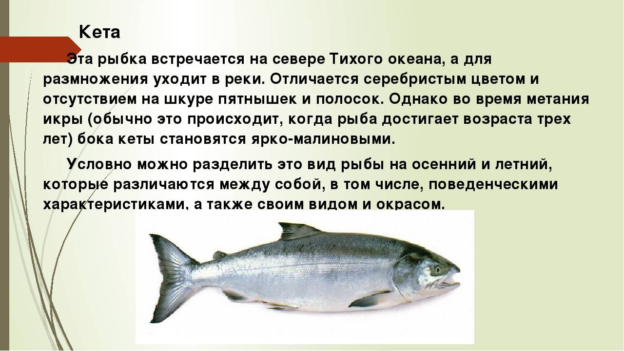 Рыба кета полезные свойства