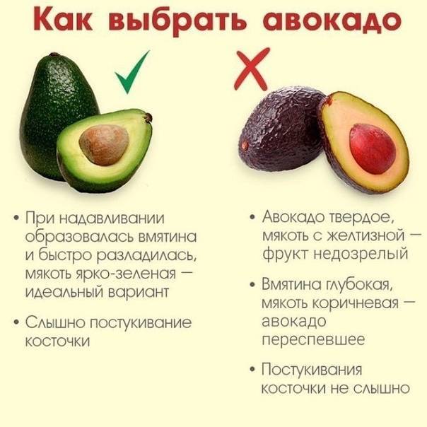 Авокадо: польза и вред для организма