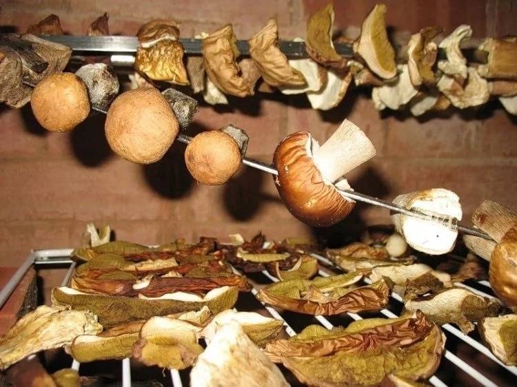 Простые и проверенные способы сушения грибов в домашних условиях