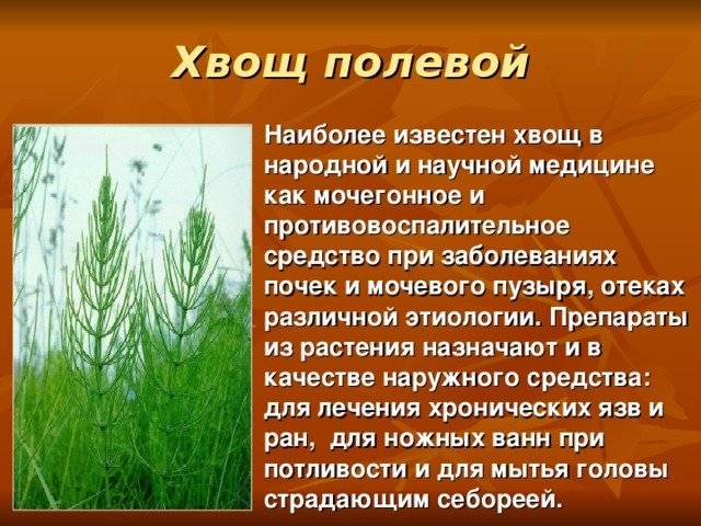 Хвощ полевой: вред и польза лекарственной травы