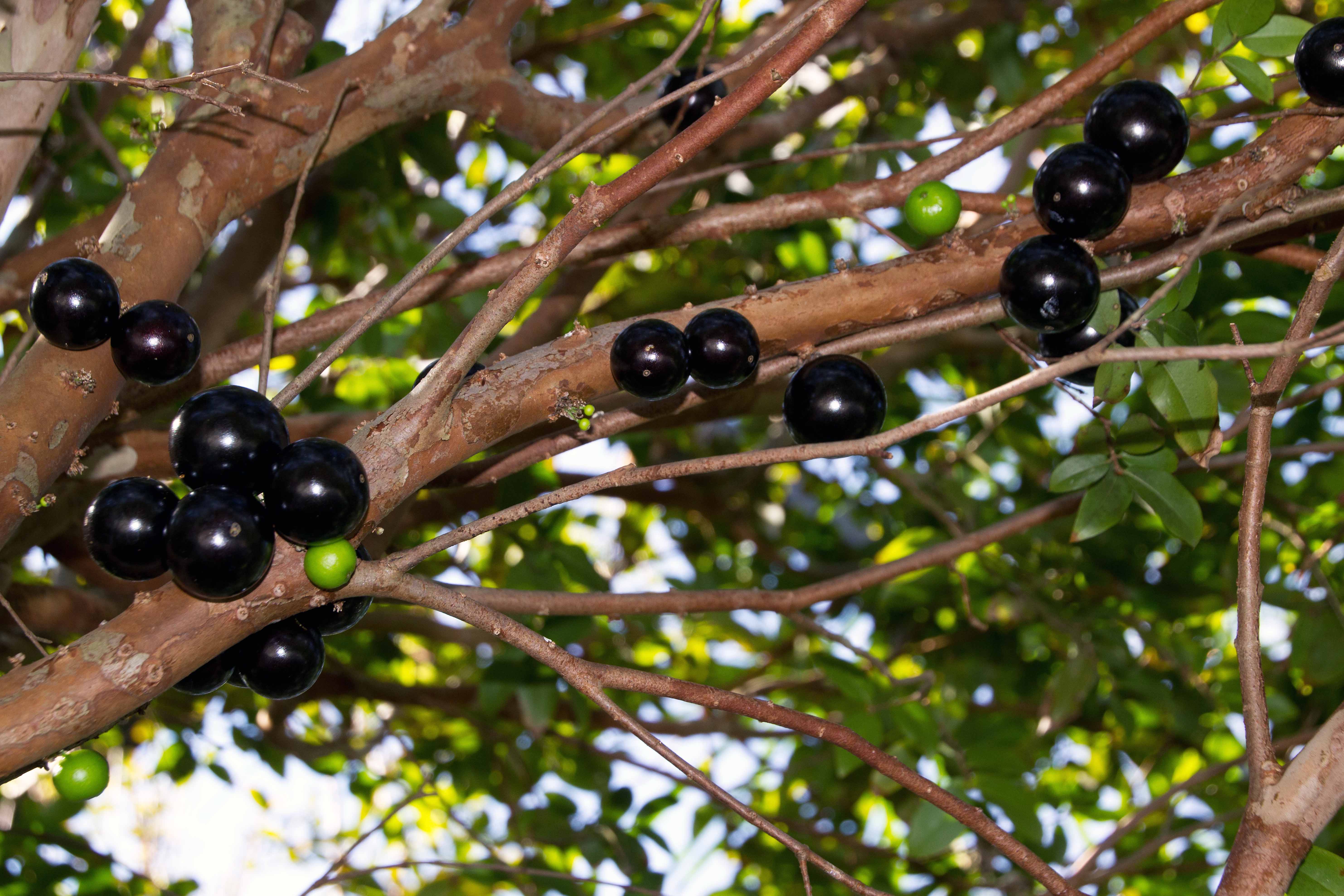 Ягодное дерево джаботикаба — свойства растения и плодов, фото. как вырастить джаботикабу в домашних  условиях? как купить семена джаботикабы на алиэкспресс?