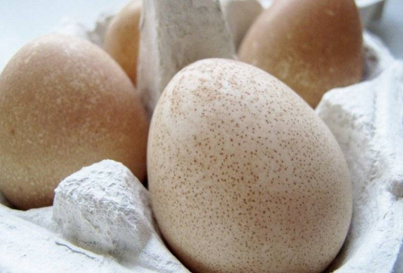 Яйца цесарки: полезный свойства и вред