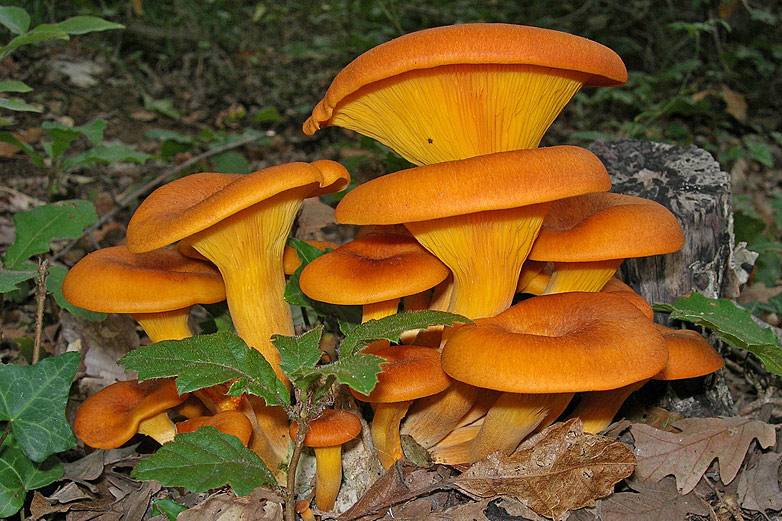 Можно ли есть сырыми грибы лисички: польза, вред, сколько штук можно съесть || ест ли лиса грибы