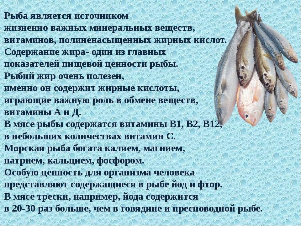 Сельдь соленая: польза и вред для здоровья. рецепты вкусной рыбки