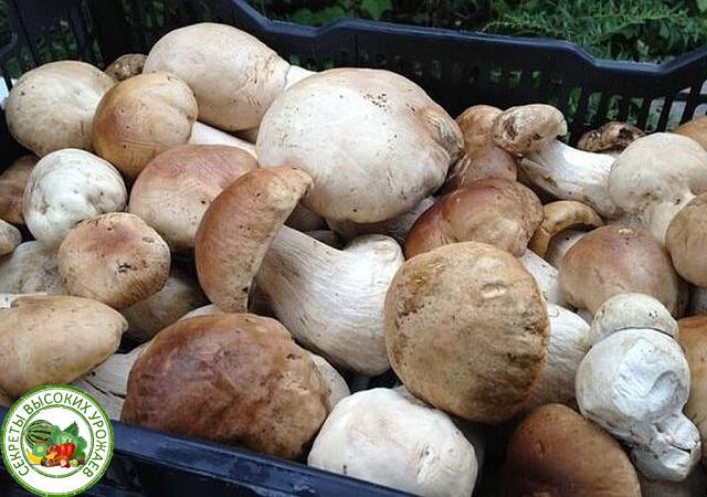 Польза белых грибов для организма: 6 причин употреблять их в пищу