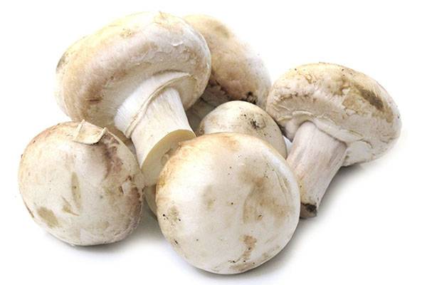 Шампиньоны – бжу, калорийность, польза и вред грибов для организма