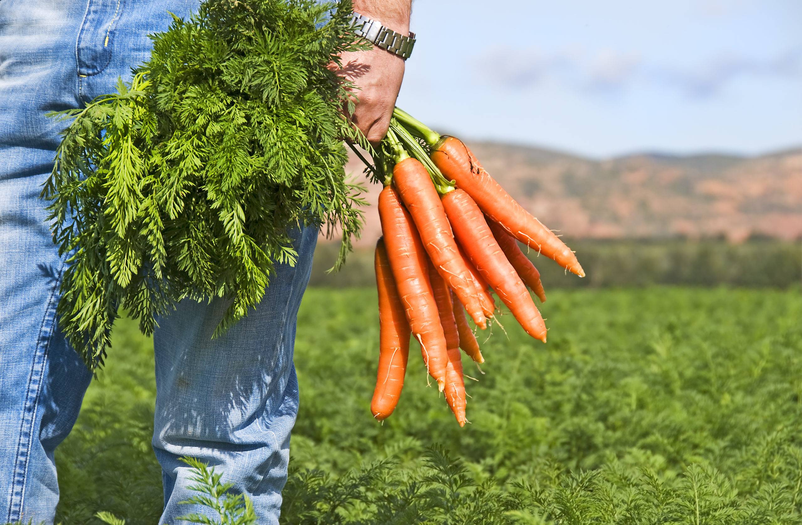 Морковная ботва: отходы или полезный продукт?