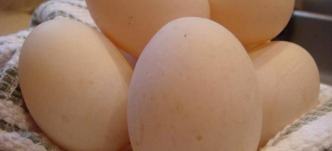 Утиные яйца: их полезные свойства и противопоказания