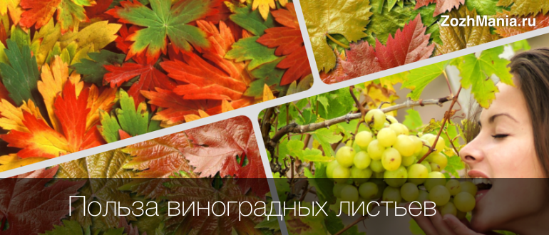 Польза и вред виноградных листьев для нашего организма