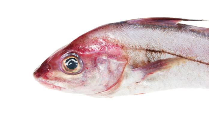 Пикша – польза и вред промысловой рыбы