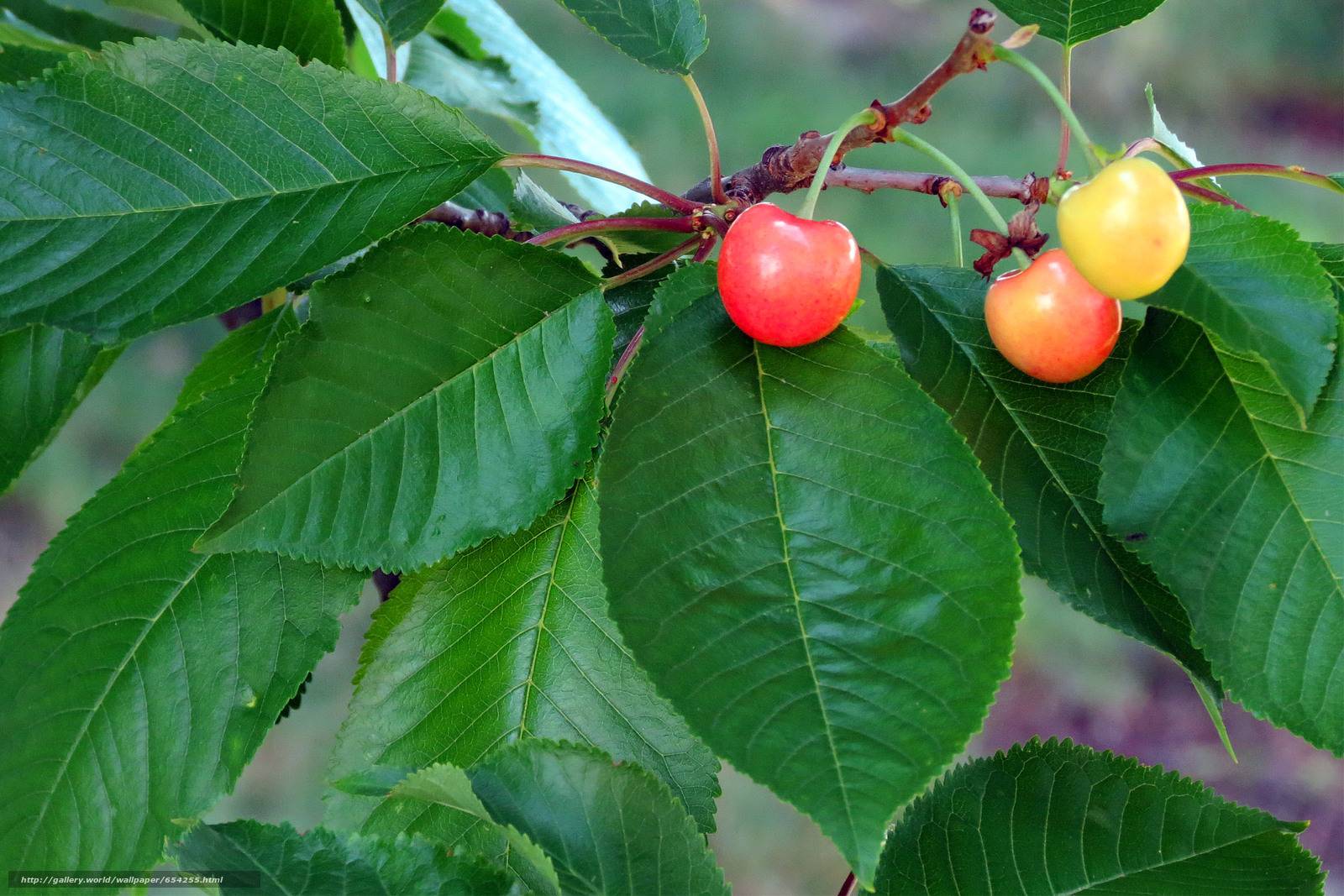 Чай из листа вишни (ферментированный): польза для организма