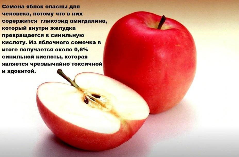 Сколько содержится в яблоке. Польза яблок картинки. Витамины в семенах яблока. Витамины в косточках яблок. Что полезного в яблоках.