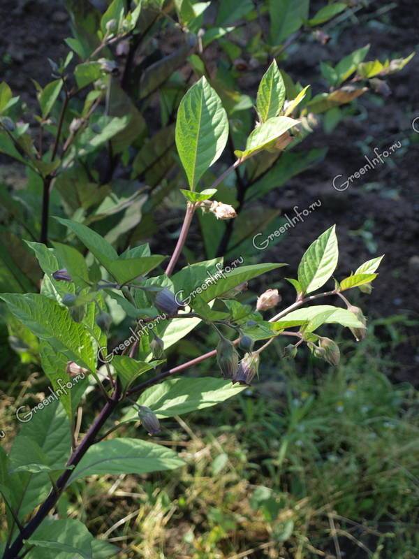 Красавка обыкновенная (белладонна) – atropa belladonna l.семейство пасленовые – solanaceae