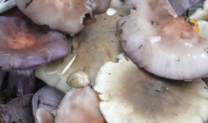 Рядовка майская (майский гриб) – описание и полезные свойства
