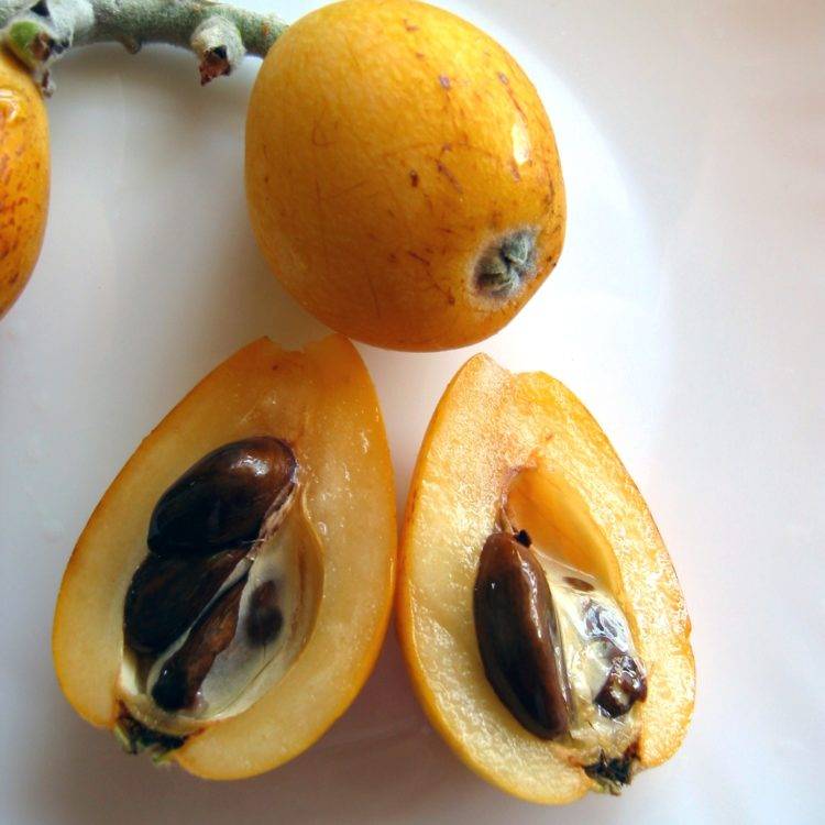 Танжерин что это за фрукт — описание и полезные свойства цитруса