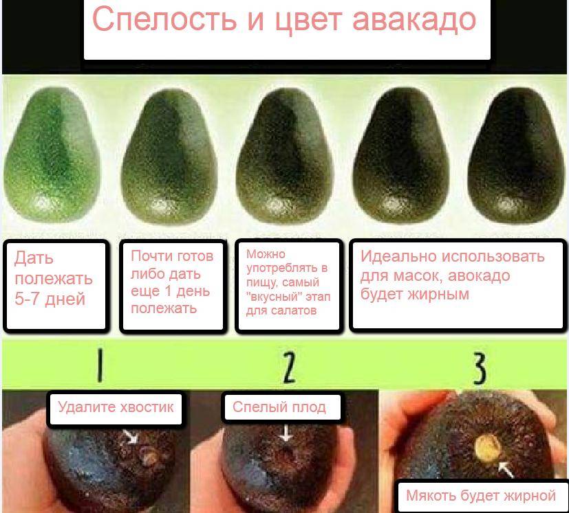 Как определить спелость авокадо?