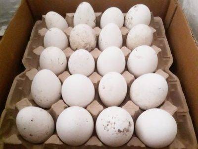 Можно ли есть гусиные яйца: польза и вред для нашего организма