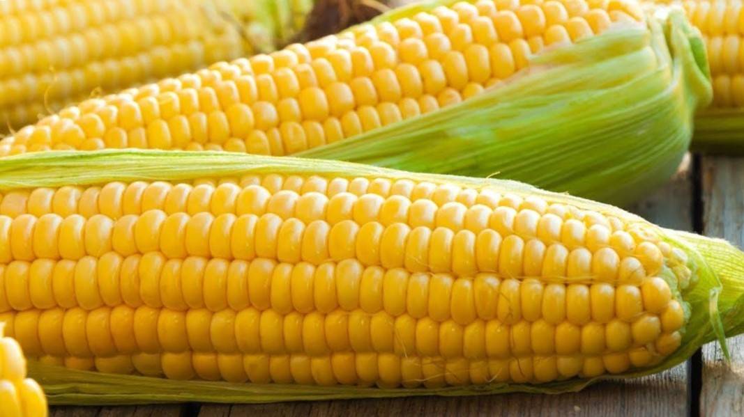 Можно ли есть сырую кукурузу: польза и вред свежего овоща, возможные противопоказания