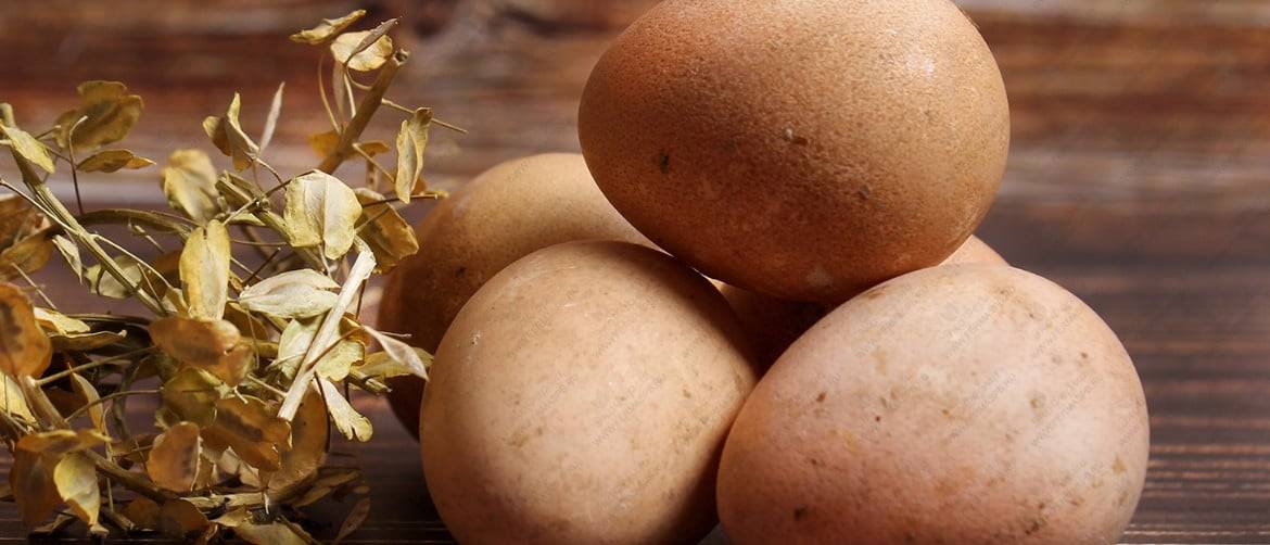 Яйца цесарки - польза и вред для здоровья