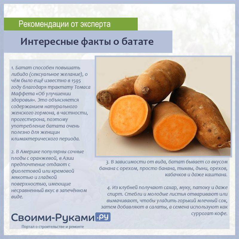 Батат: вкус, польза и вред сладкого картофеля