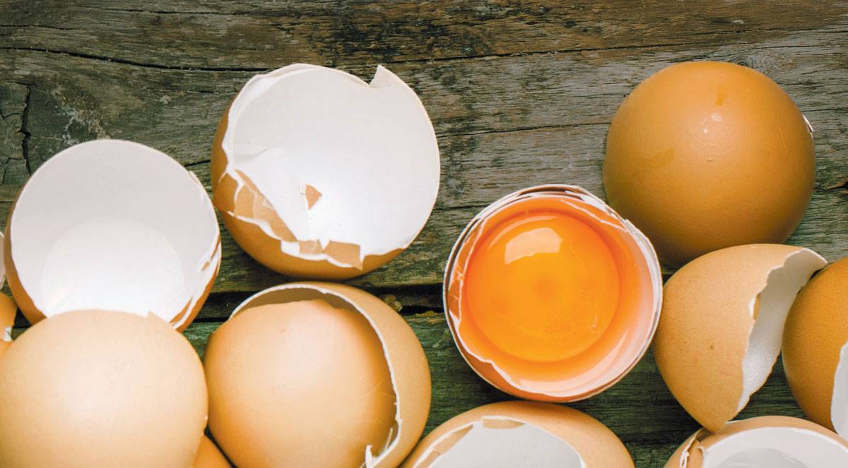 Польза и вред куриных яиц для здоровья человека