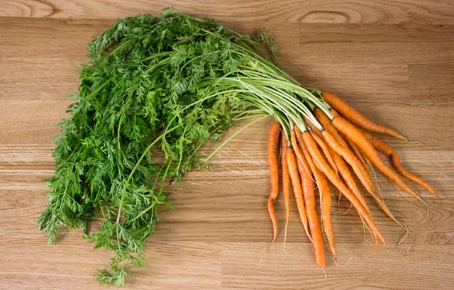 Ботва моркови: польза и вред для здоровья