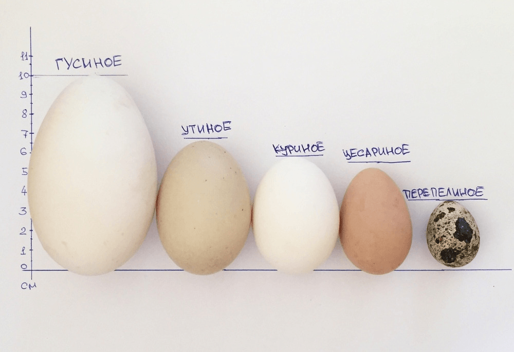 Можно ли есть утиные яйца, польза и вред, правила приготовления