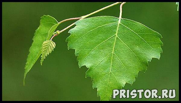 Листья березы — лечебные свойства и противопоказания