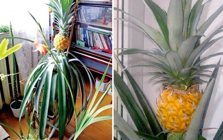 Как хранить ананас в домашних условиях