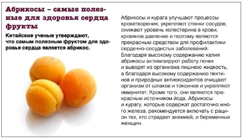 Уникальный состав абрикосовых косточек, их польза и вред для организма человека