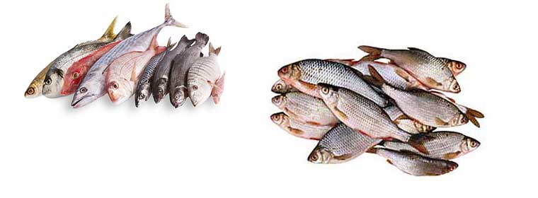 Польза и вред рыбы для организма человека