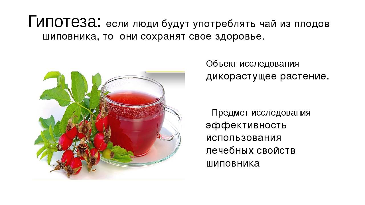 Чай из шиповника полезные свойства, возможный вред