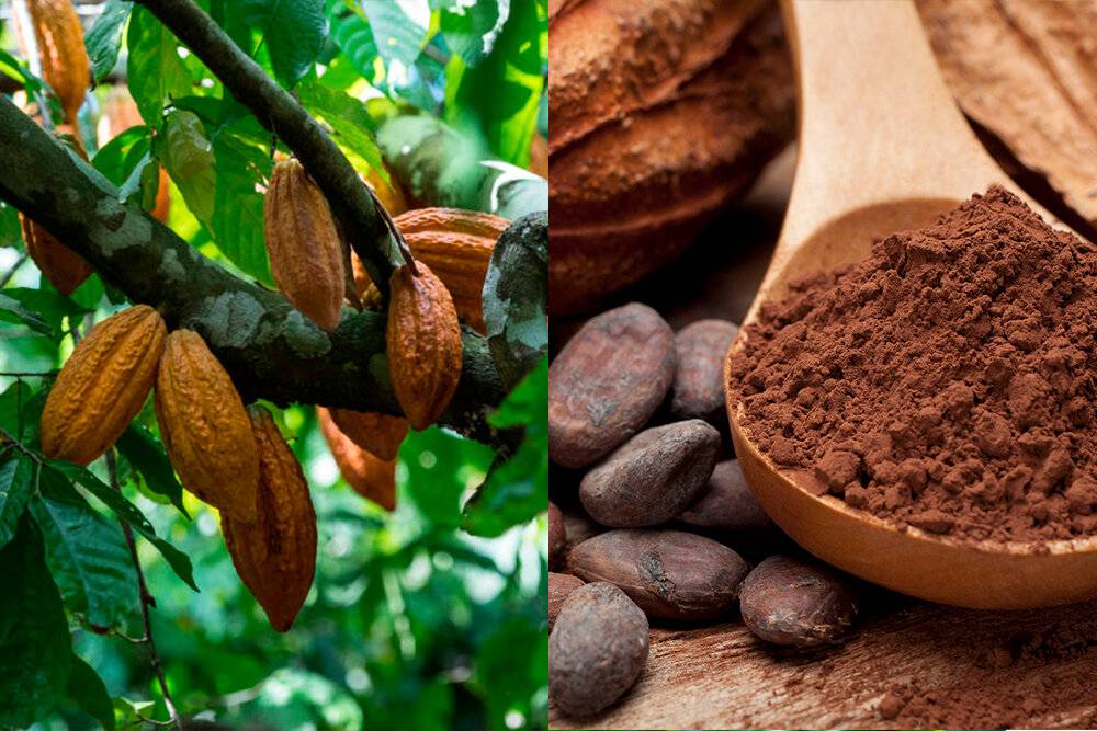 Польза и вред какао для организма человека