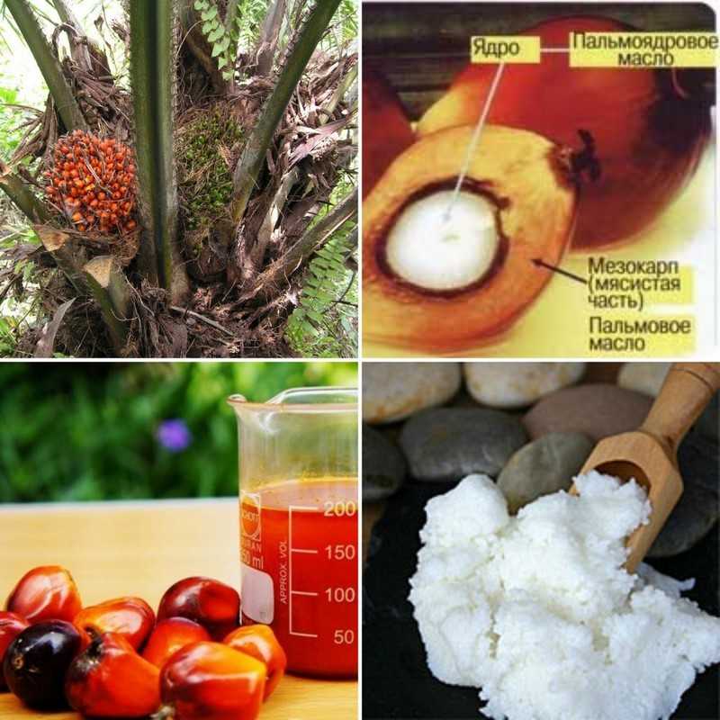 Пальмовое масло польза и вред для здоровья организма человека
