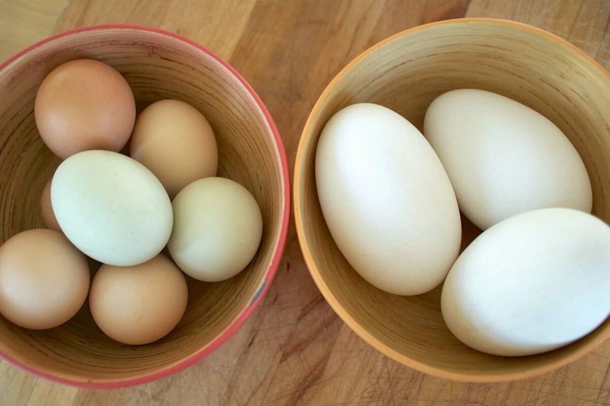 Утиные яйца польза и вред
